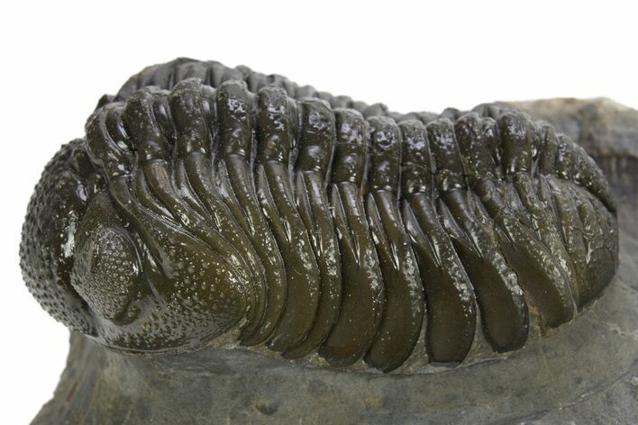 Detailed Morocops Trilobite - Ofaten, Morocco #310265